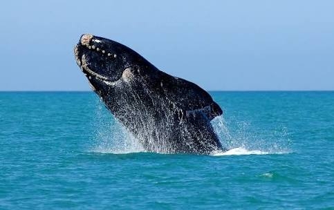 Southern Right Whales in South Africa 