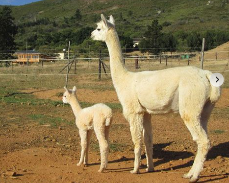 Alpaca Loom Coffee Shop and Weaving Studio