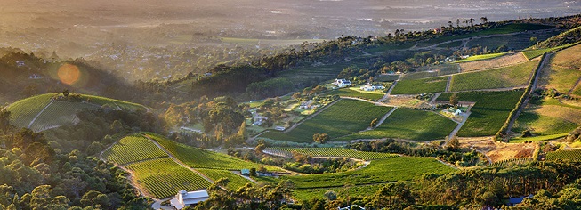 Constantia Glen Vineyards