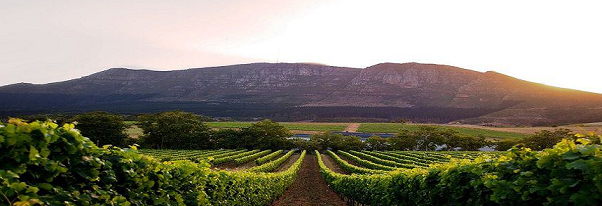 Groot Constantia Vineyards