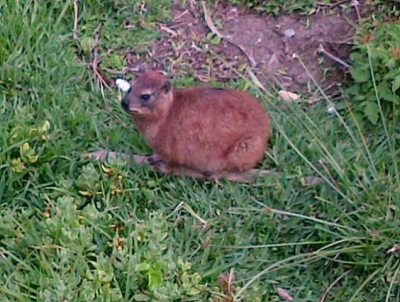 Dassie