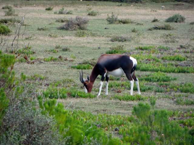 Blesbok