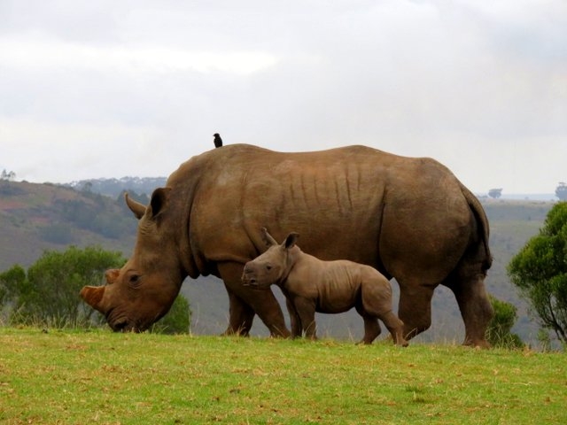 Botlierskop Game Reserve hike