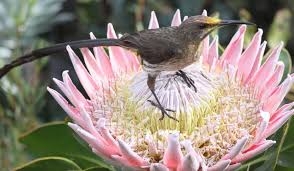 Proteas, South Africa's national flower 