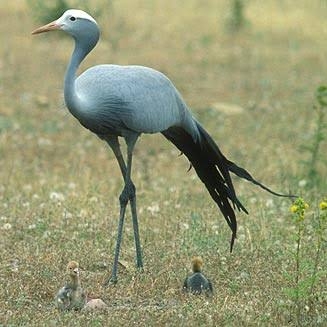 Blue crane - South Africa's national bird