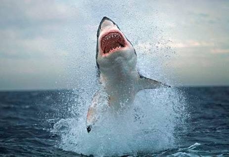 Great White Sharks around Cape Town