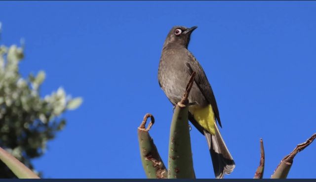 Ultimate Cape Town birding experience - R1800.00 pp
