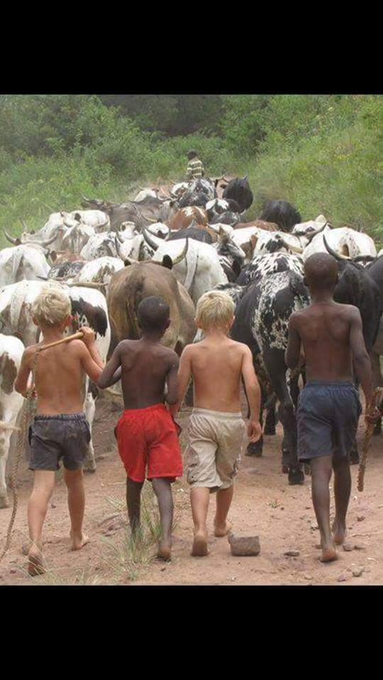 Indigenous Nguni cattle in South Africa