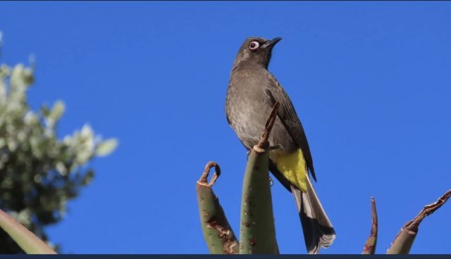 Ultimate Cape Town birding experience - R1800.00 pp