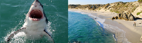 Shaks Cage Diving at Gansbaai