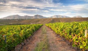 Hermanus Wine Valley Experience