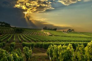 Stellenbosch Wine Experience